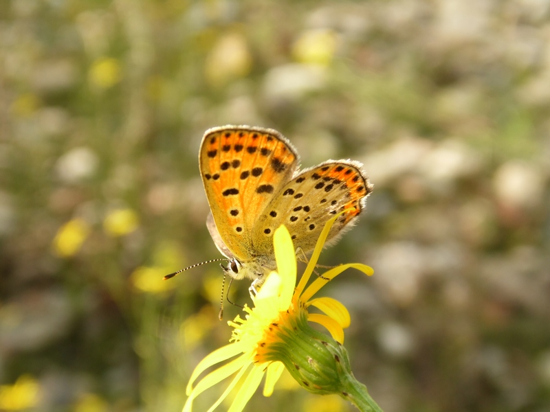 Lycaena tityrus?